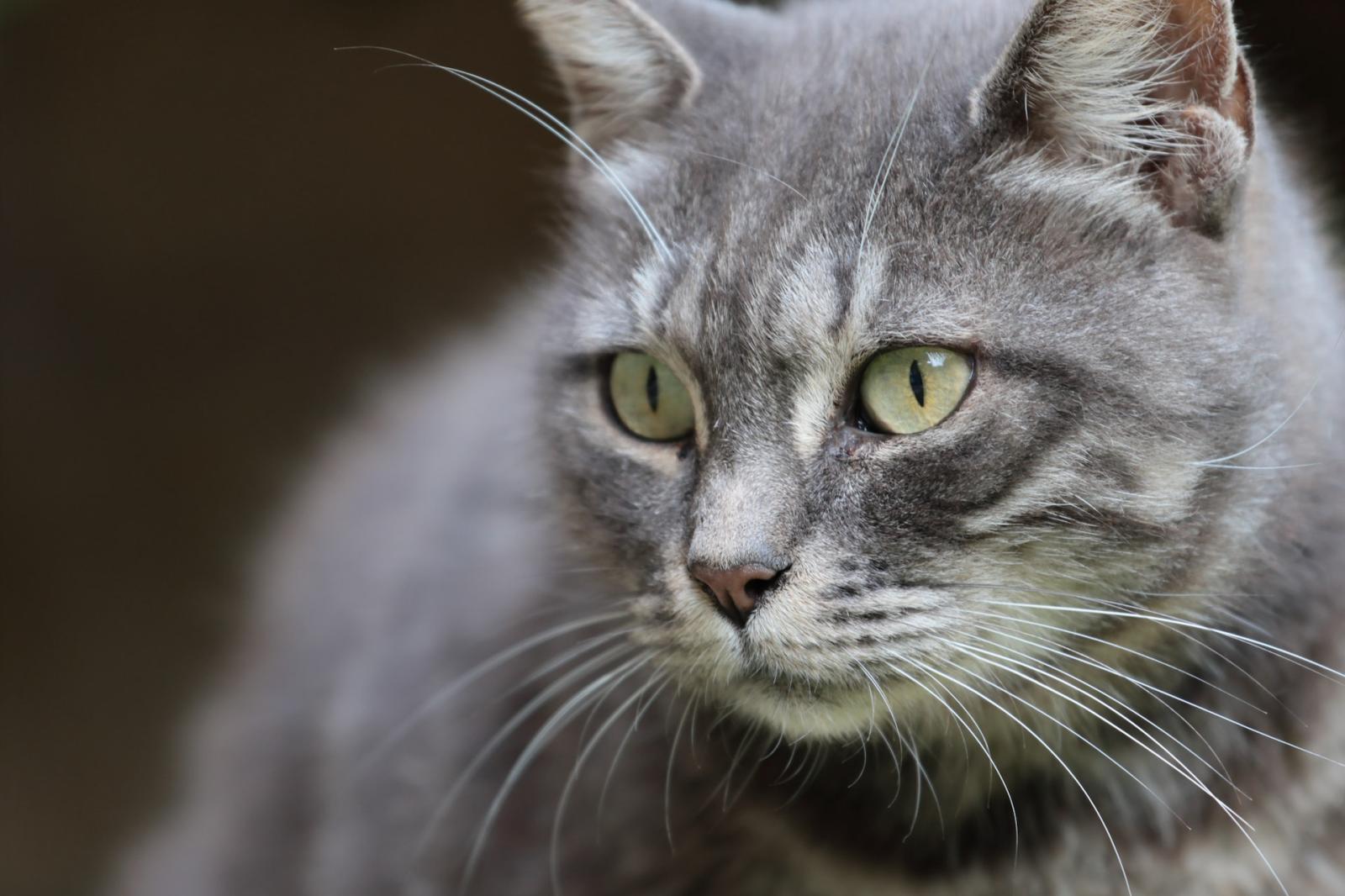 Presa a fucilata la micia randagia