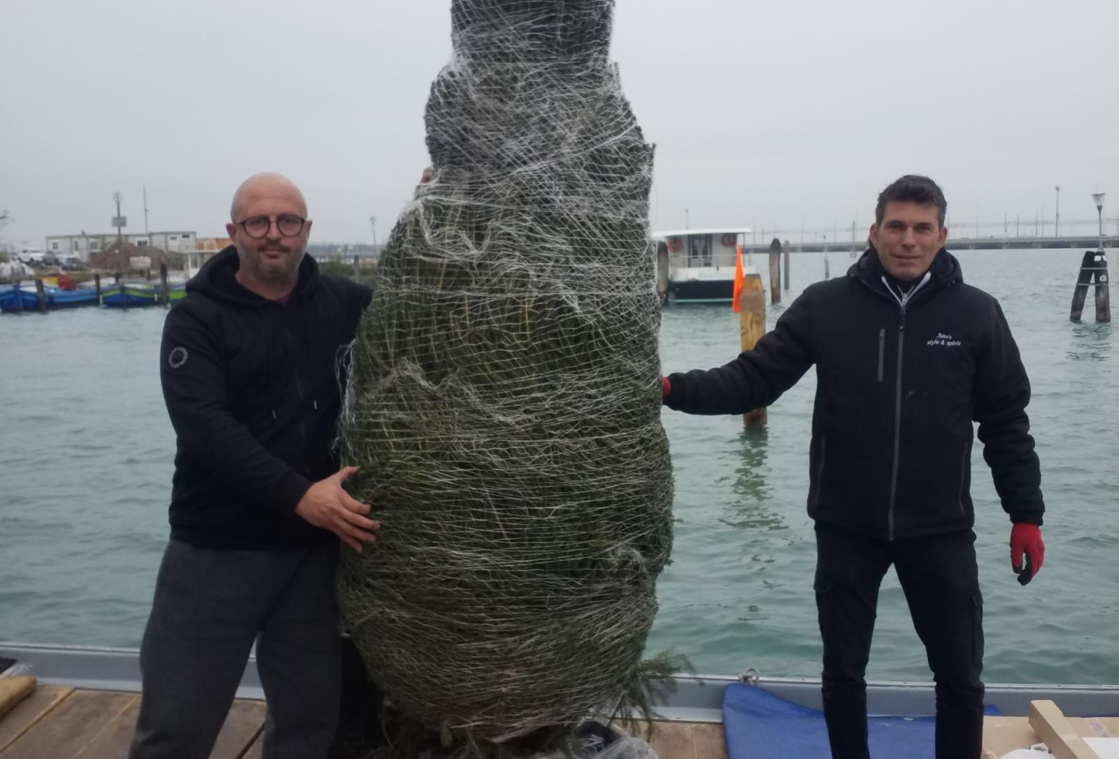 I vivai De Sero donano l'albero di Natale alla Regione