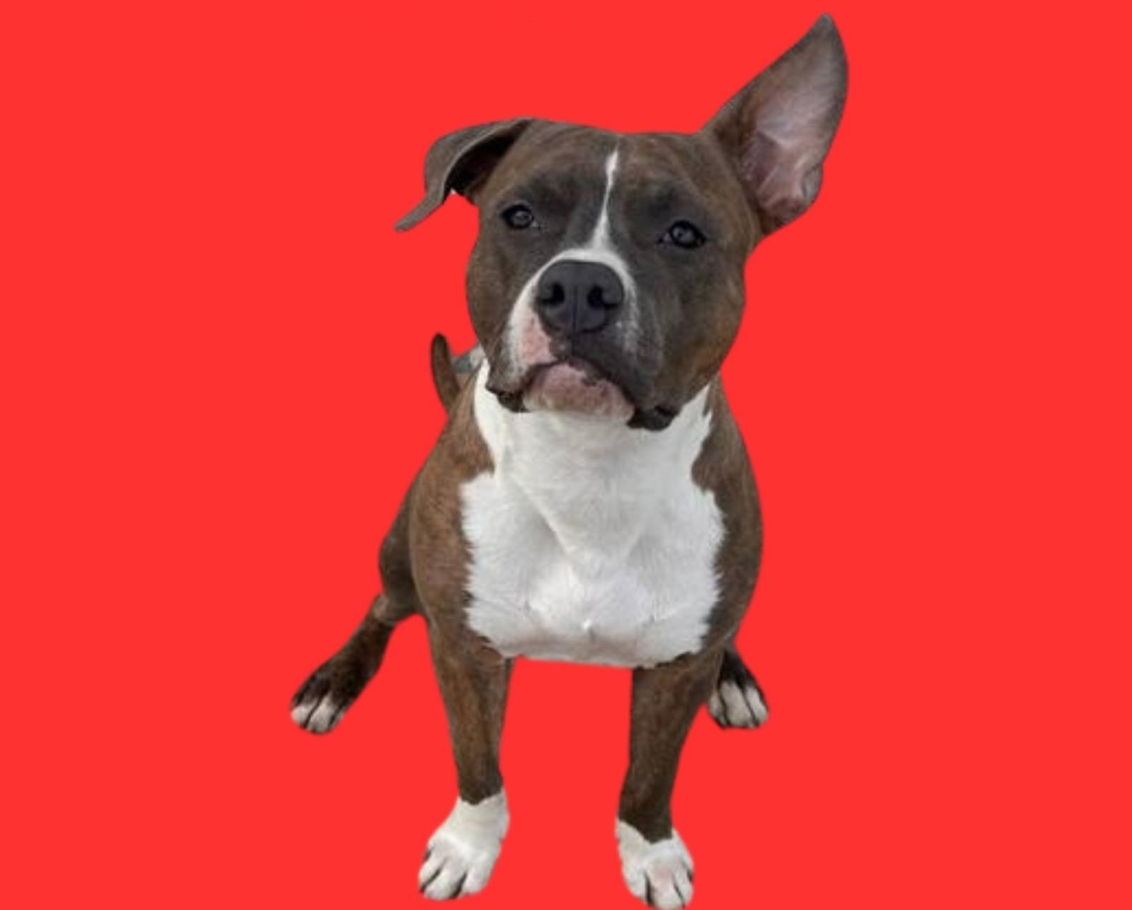 Smarrito Blu, i proprietari offrono una ricompensa