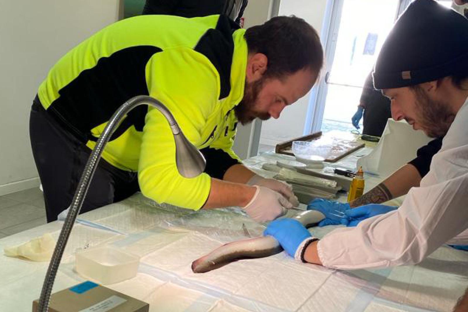 Anguille "chippate" per seguirne il viaggio infinito