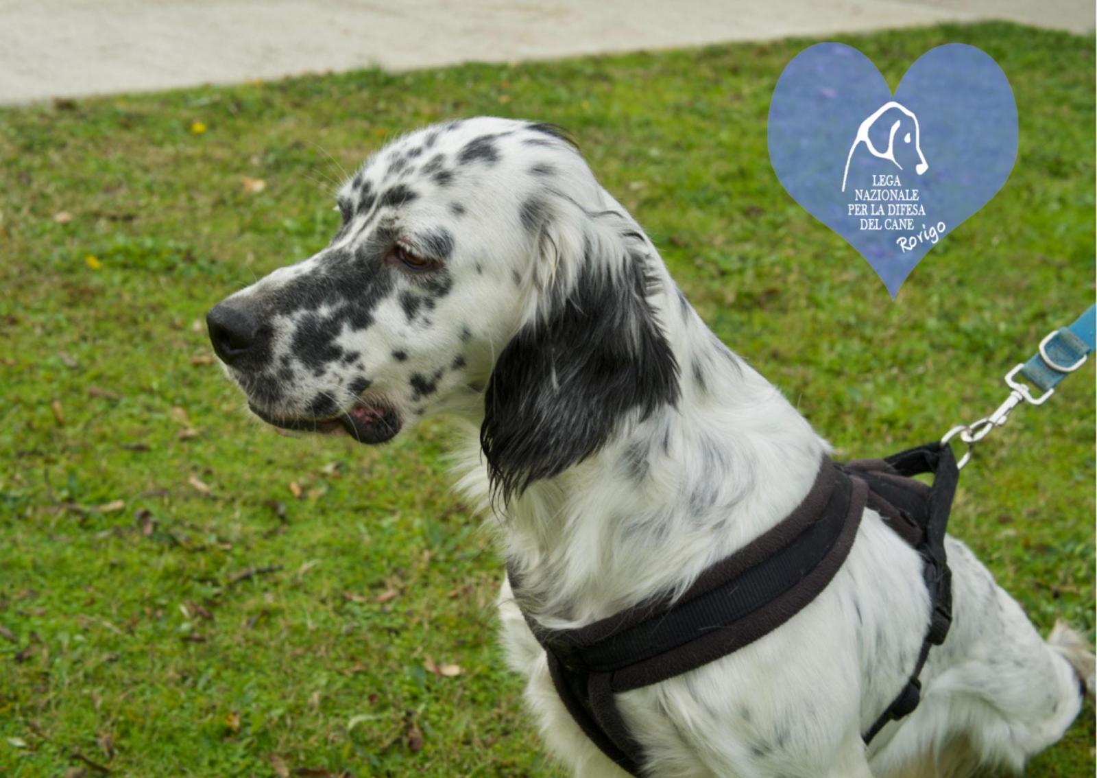 Indian, Lampo, Oscar e tanti altri cuccioloni aspettano una famiglia