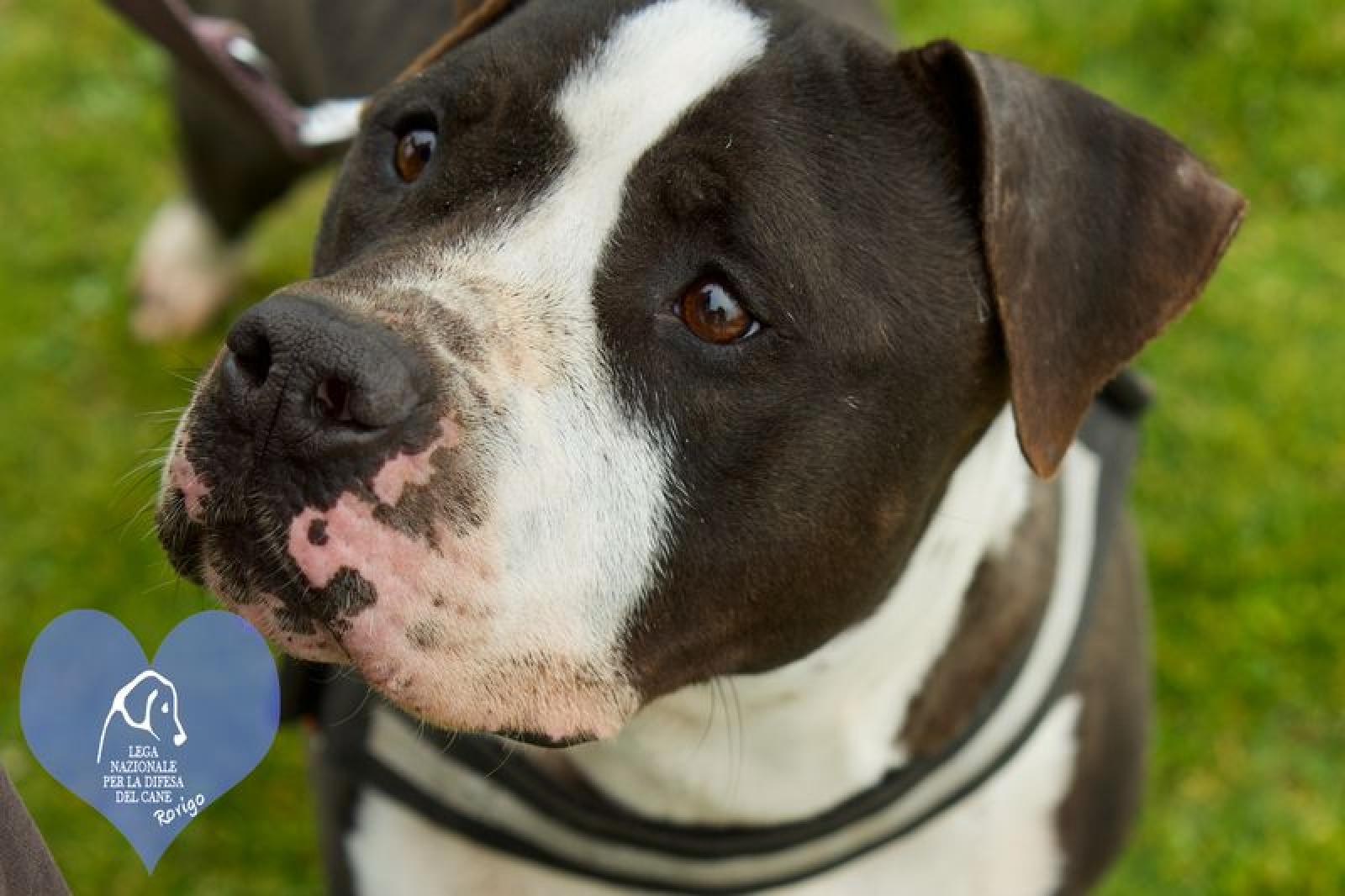 Indian, Lampo, Oscar e tanti altri cuccioloni aspettano una famiglia