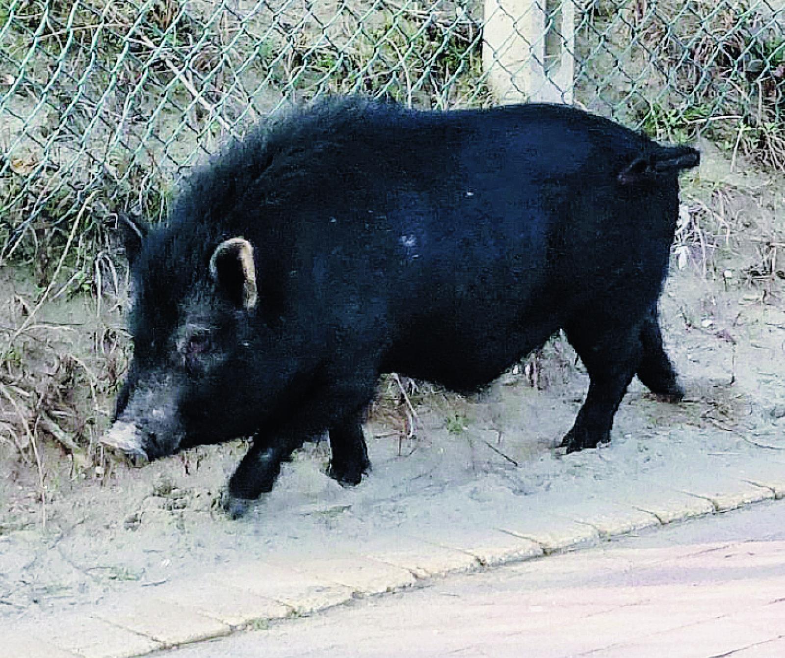 &ldquo;Maialino sperduto, non rincorretelo&rdquo;