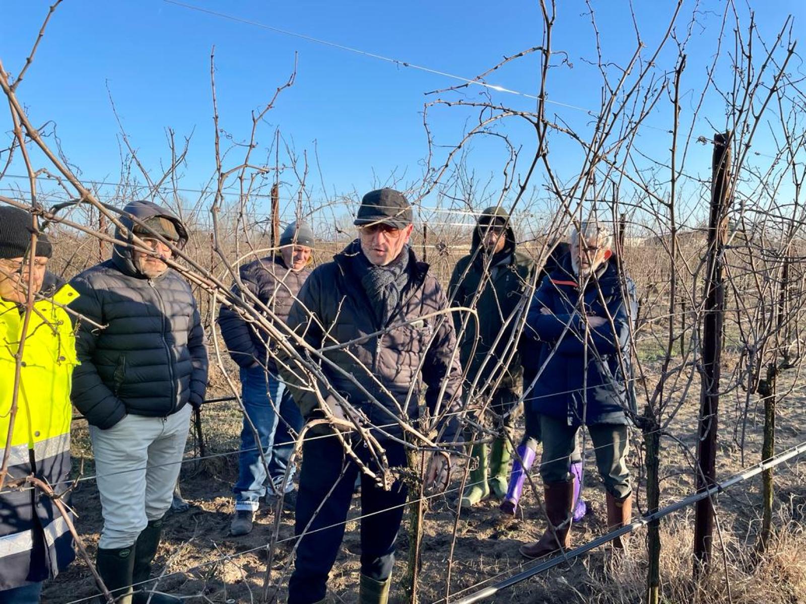 In Polesine quasi 300 ettari coltivati a vite