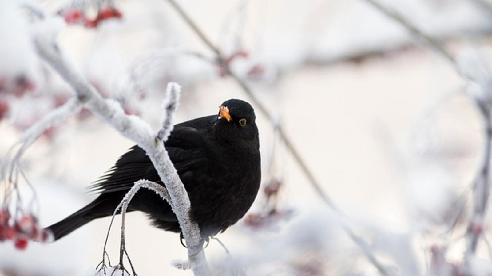 Partono i giorni della merla: ecco perch&eacute; si chiamano cos&igrave;