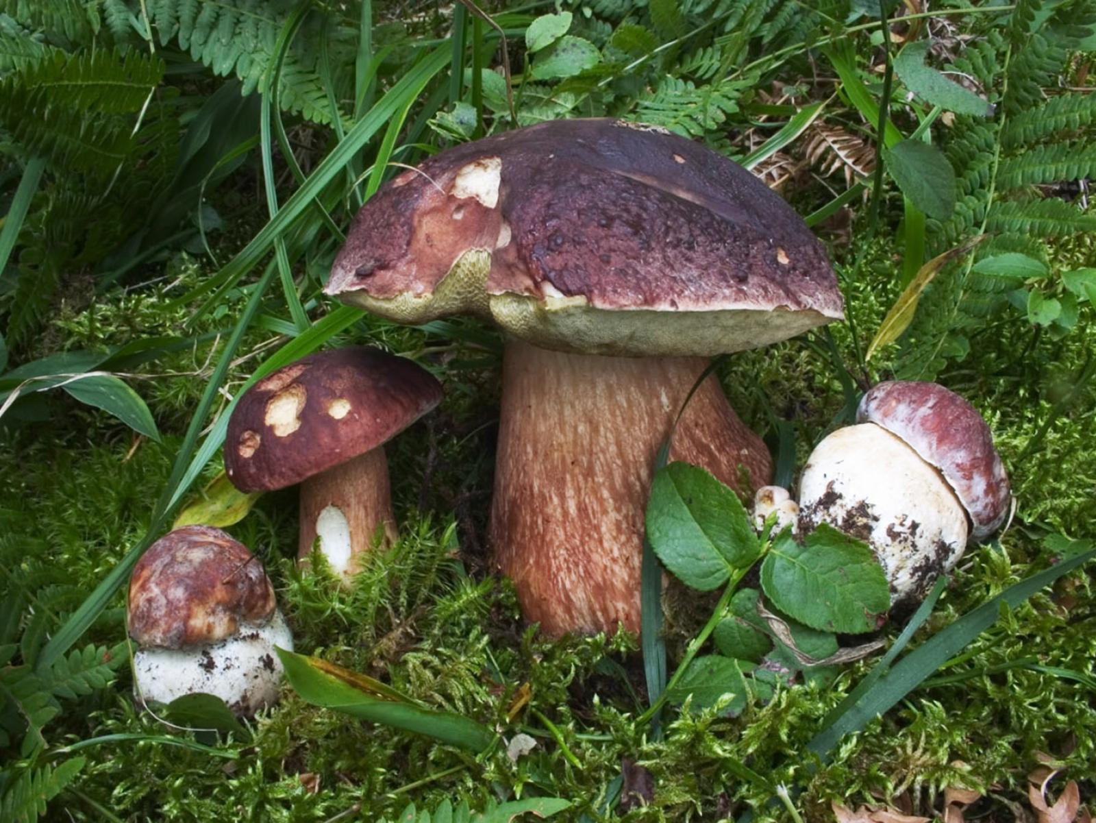 Tra natura e conoscenza partono i corsi di micologia e botanica 