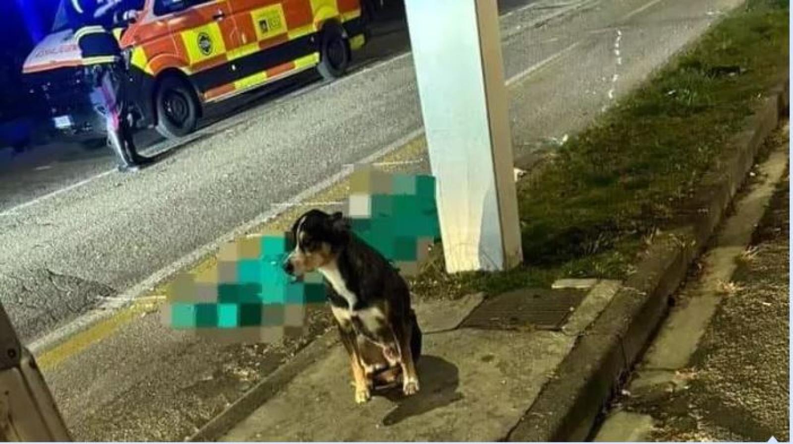 Il cane veglia sul padrone morto per strada