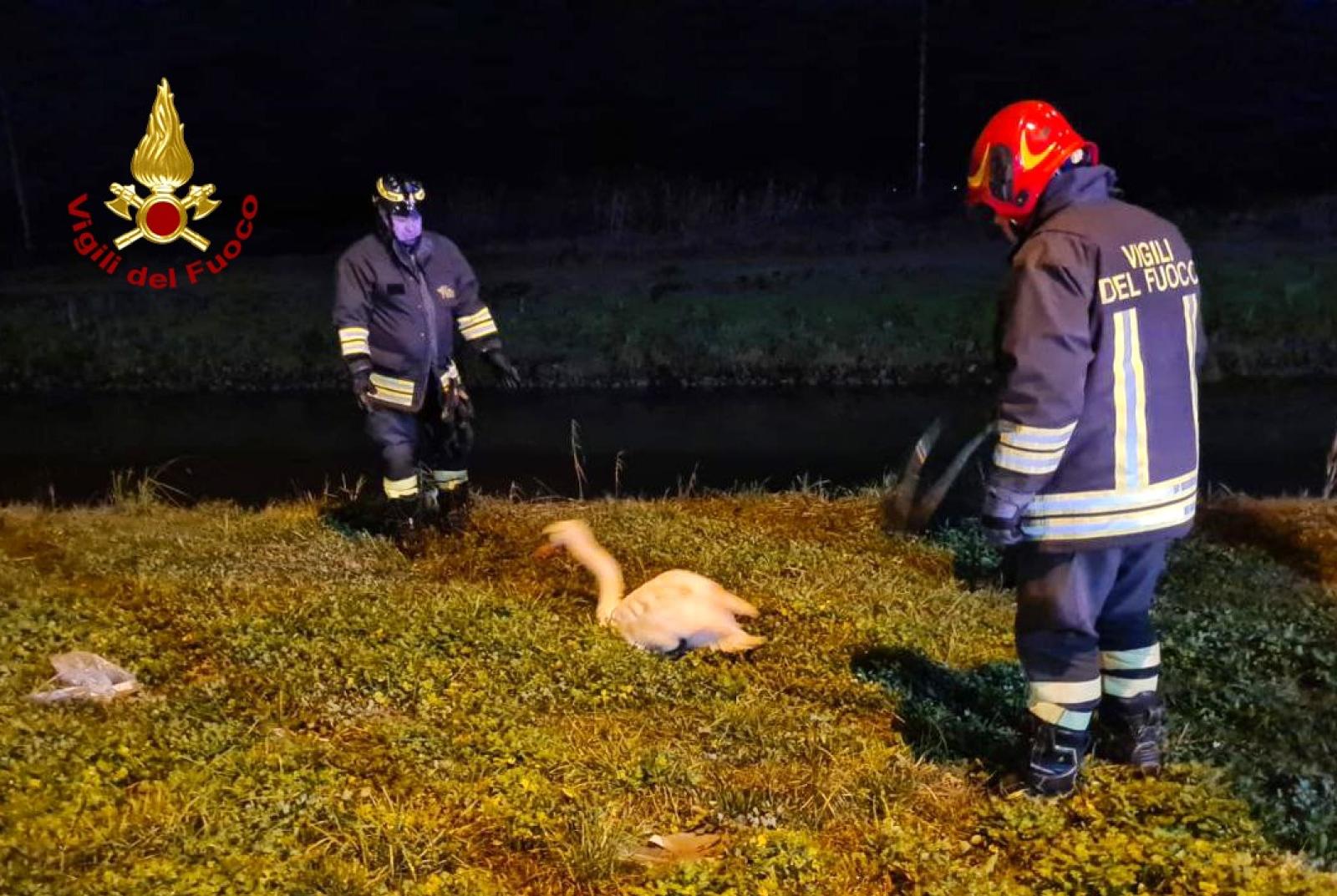 I pompieri salvano un cigno reale