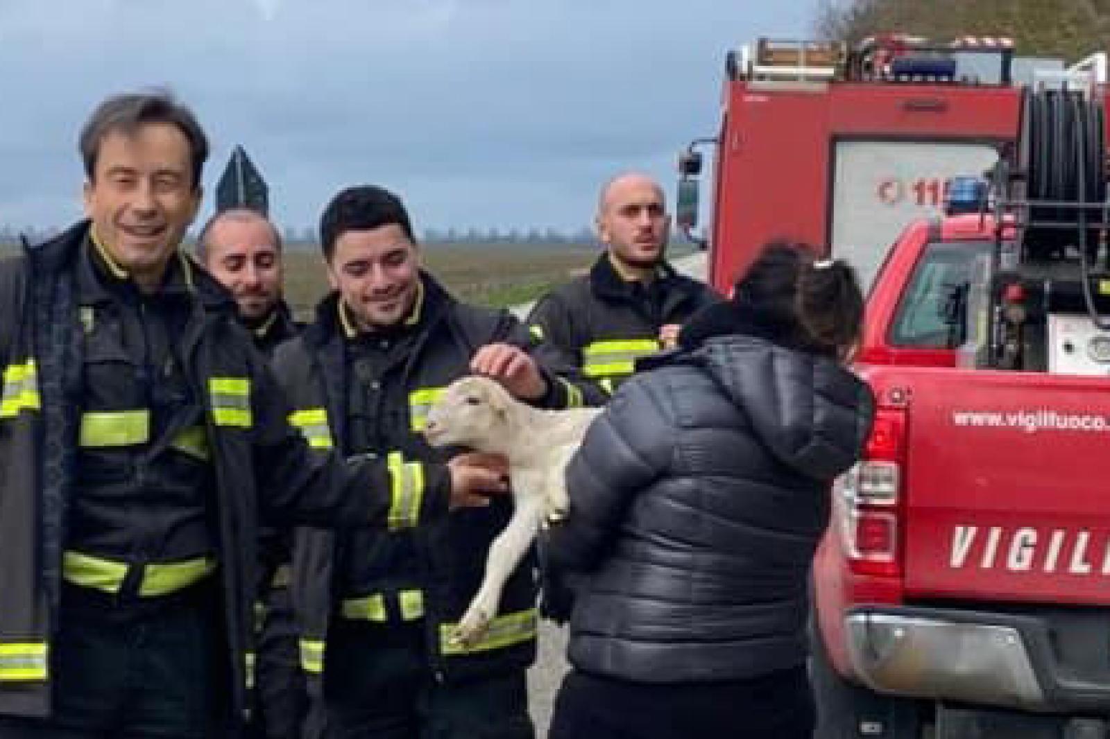 In mezzo al fango per salvare mamma e agnellino