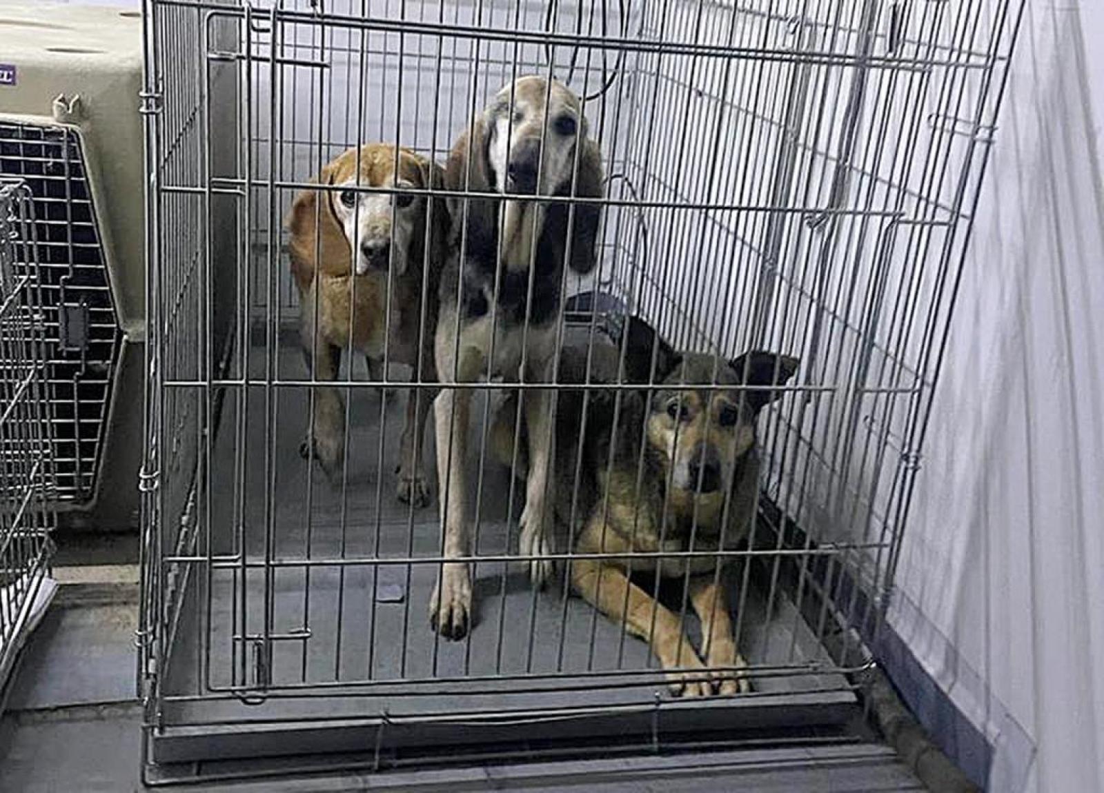 Cagnoni salvati dall'alluvione, ha vinto la mobilitazione