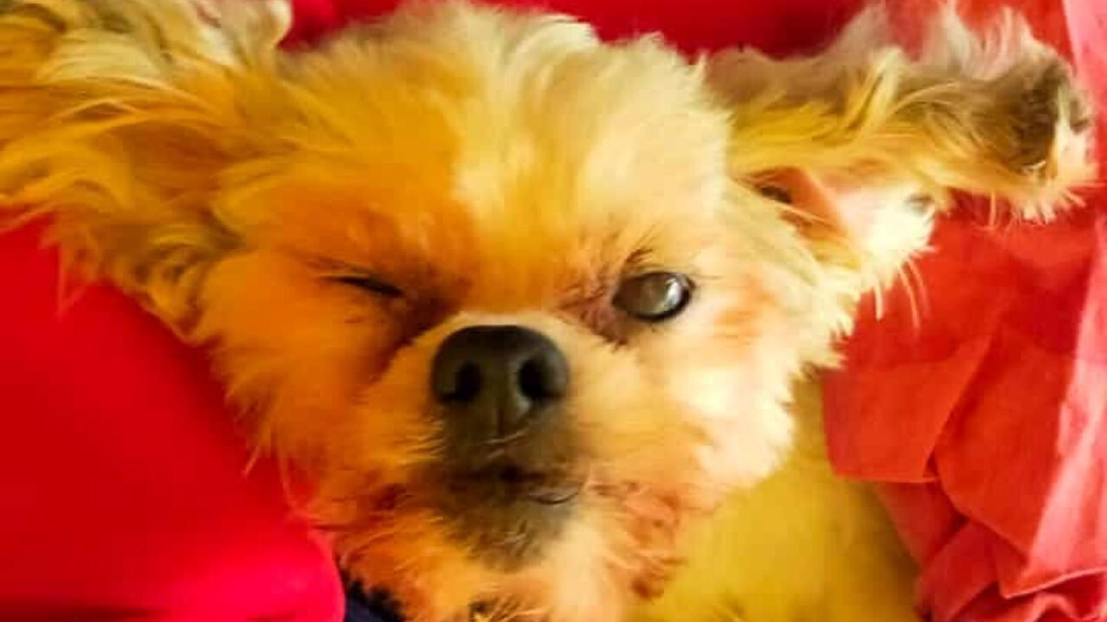 Un tragico episodio di crudelt&agrave; animale a Ponzano Veneto: la cagnolina gettata dall'auto non ce l'ha fatta