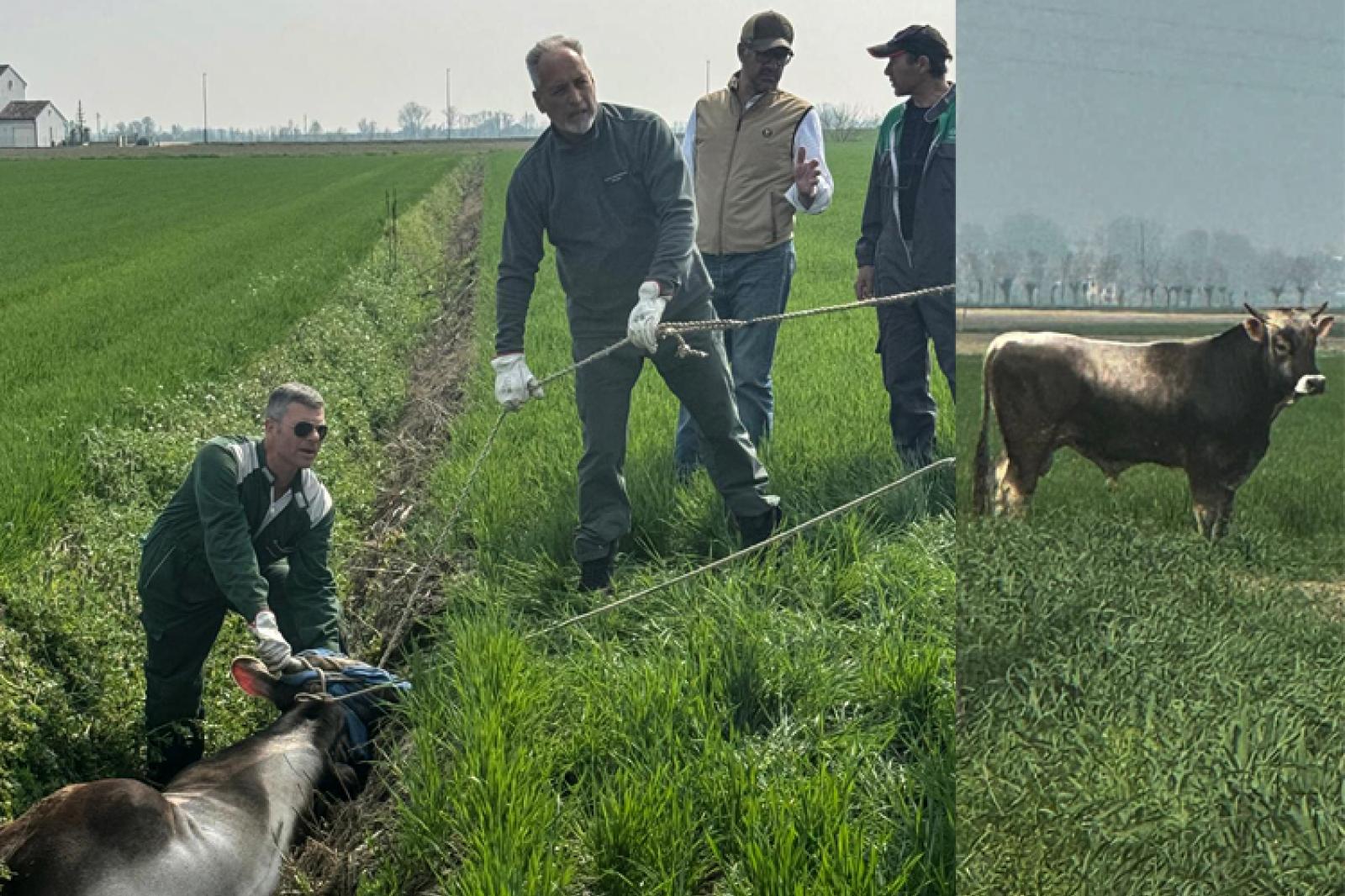 Toro in fuga: catturato e salvato, tutto finisce bene