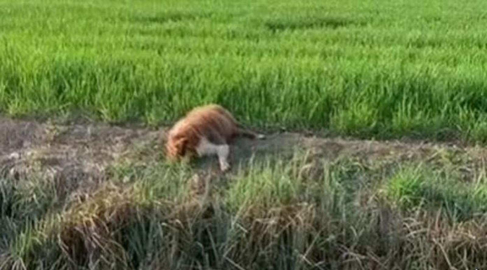 Uccide un cane per strada e lo confessa