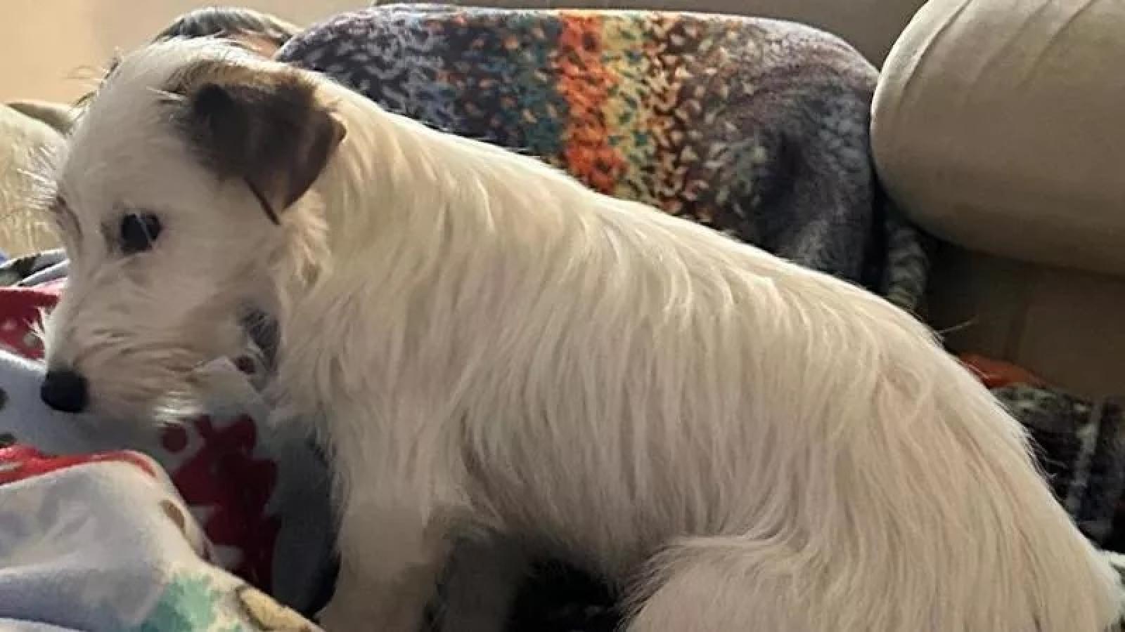 Cani avvelenati a San Giorgio delle Pertiche: un atto di barbarie nell'ombra della notte