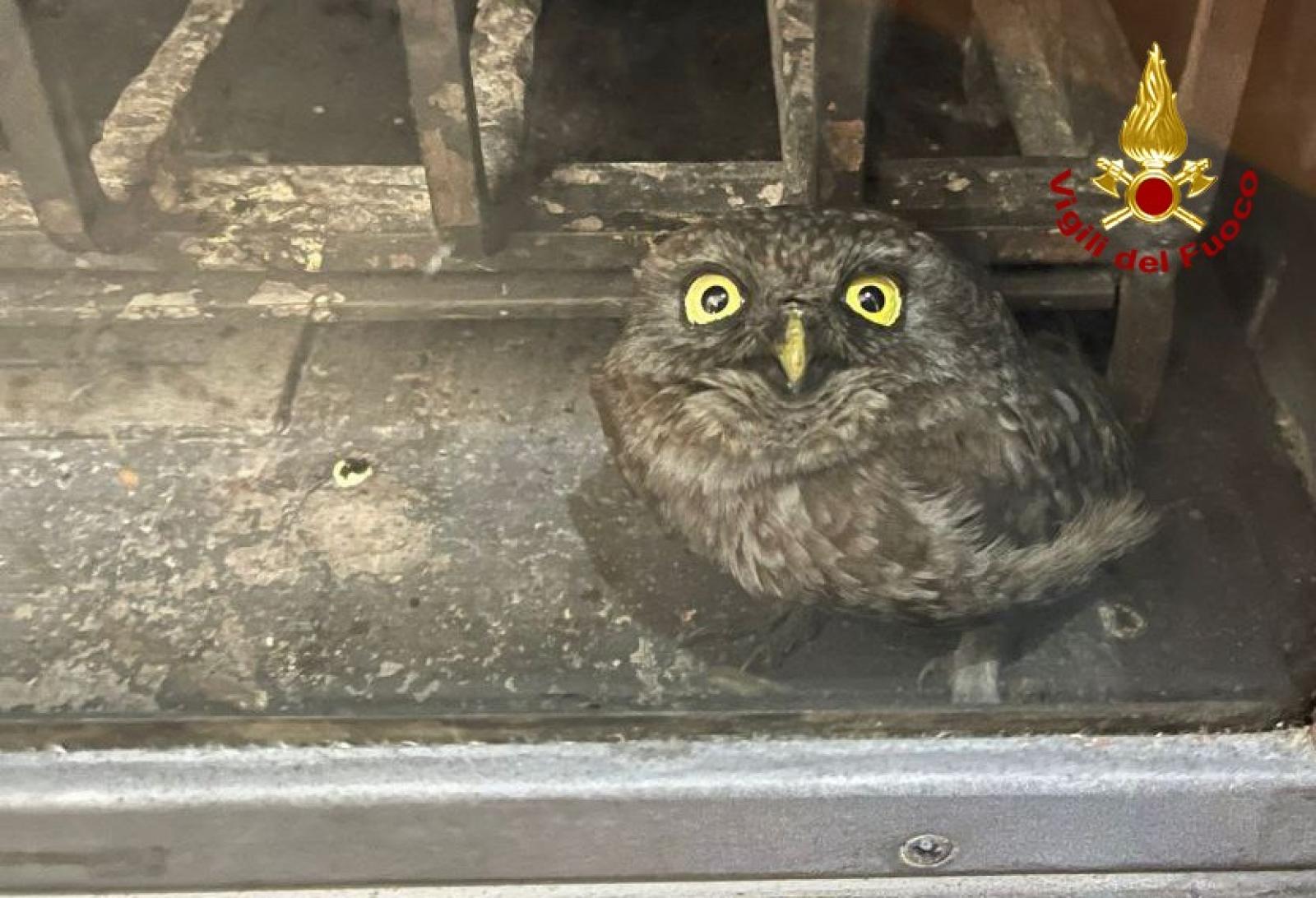 Civetta nella stufa, salvata dai pompieri