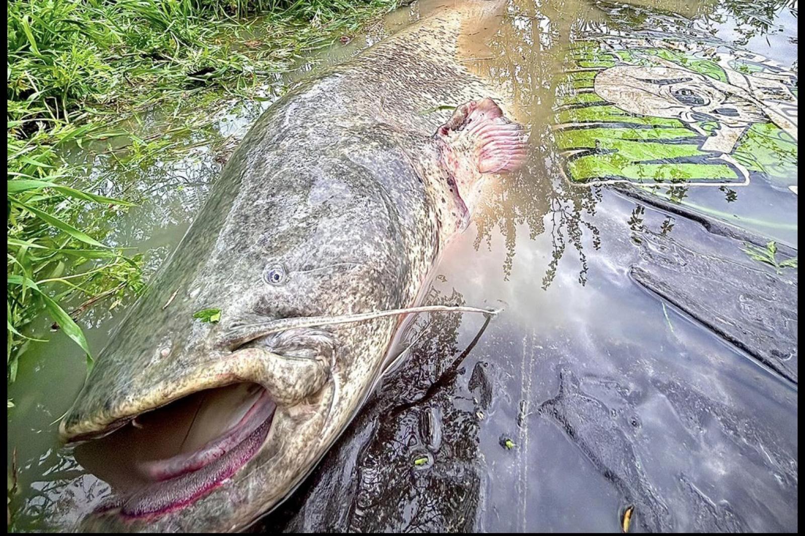 Dal fiume Po al piatto, la straordinaria avventura di Andrea Poggioli, il pescatore di siluri giganti