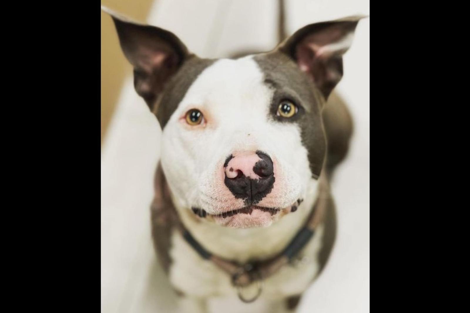 Ladri di cani: hanno rubato Kira