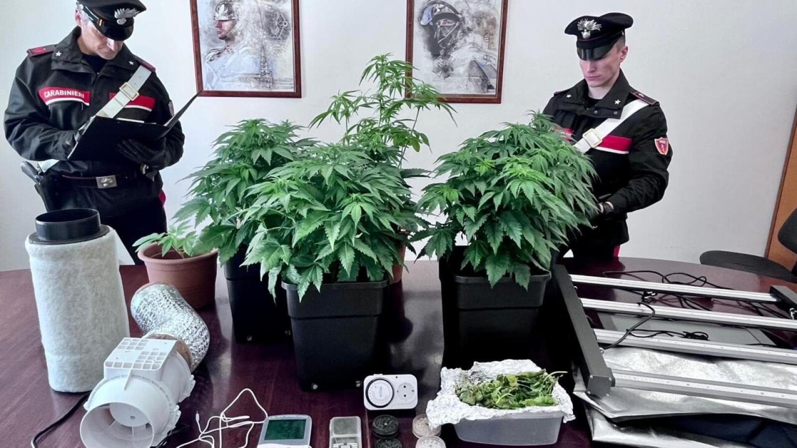 Una lite tra vicini svela una piantagione di marijuana a Selvazzano