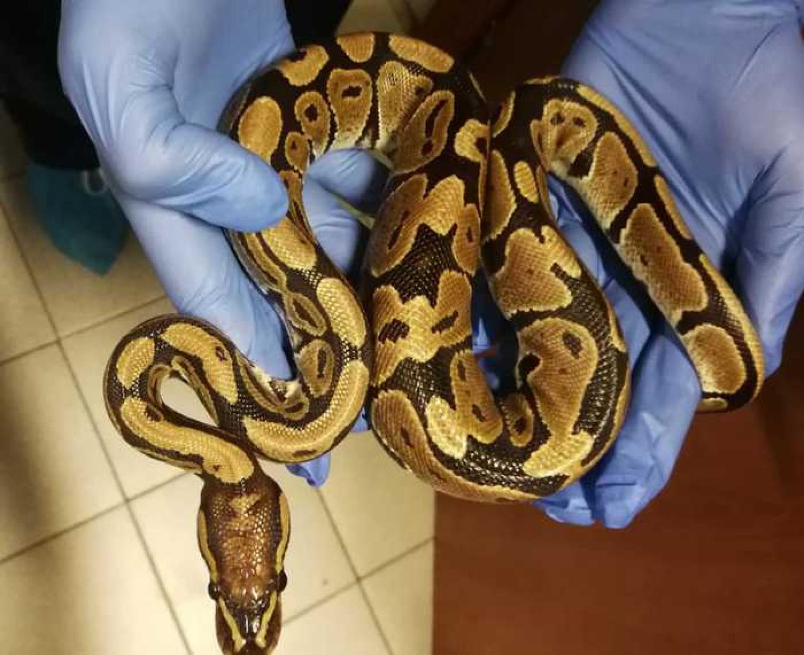 Tre Pitoni in Fuga a Sorio di Gambellara: La Comunit&agrave; in Allarme