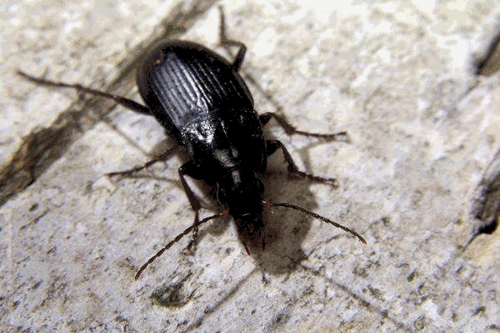 Pizza e Scarafaggi: La Scoperta Choc nel Cuore di Venezia