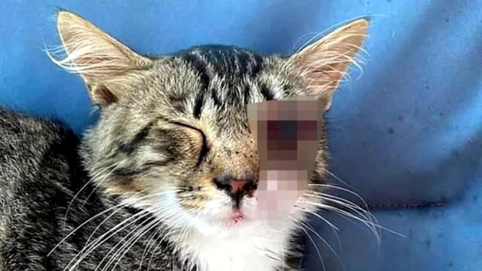 Orrore a Villorba: gattina perde un occhio trafitto da un bullone, taglia di 3mila euro sui responsabili