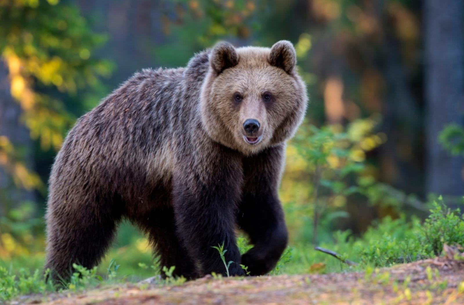 Incontro ravvicinato con l'orso: il coraggio di una madre tra le montagne del Friuli