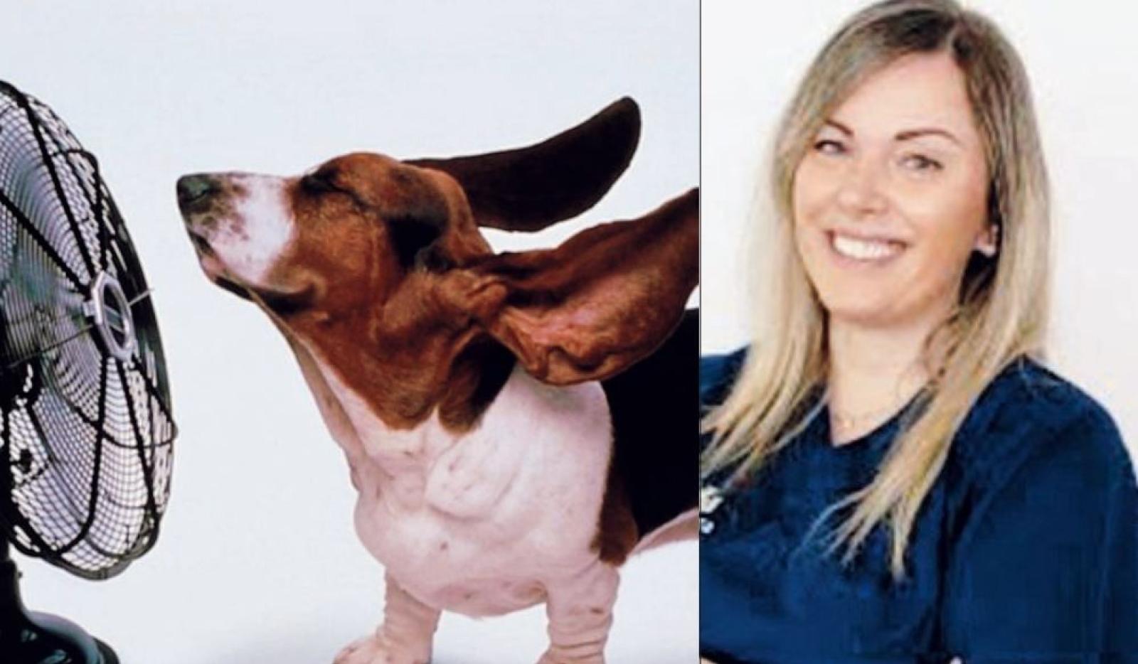 Gran caldo: soffrono anche  i nostri animali. Ecco come aiutarli