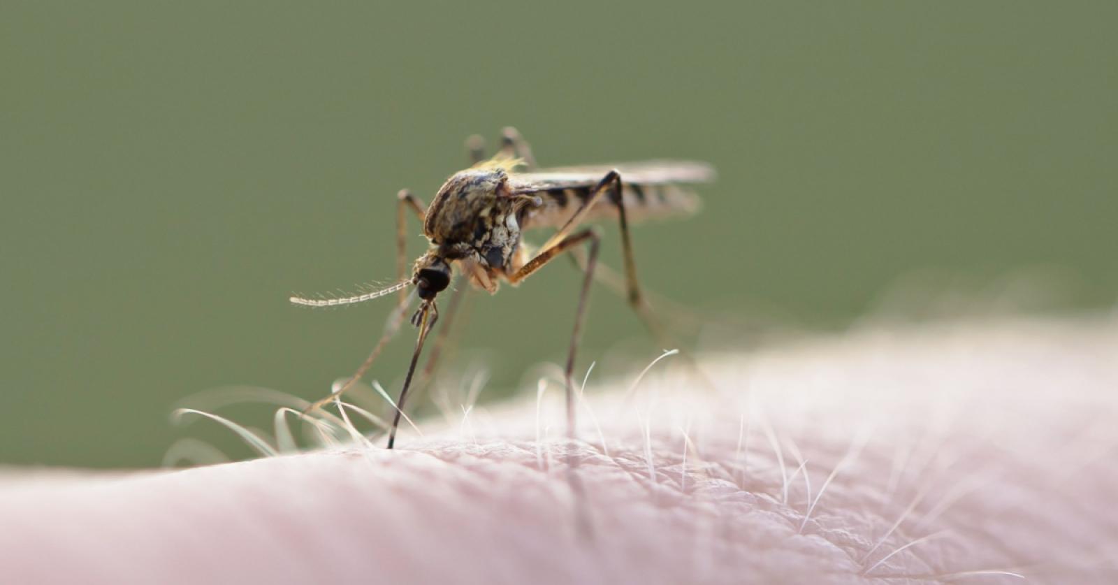Febbre Dengue a Padova: Un Caso di Infezione e le Misure di Contenimento