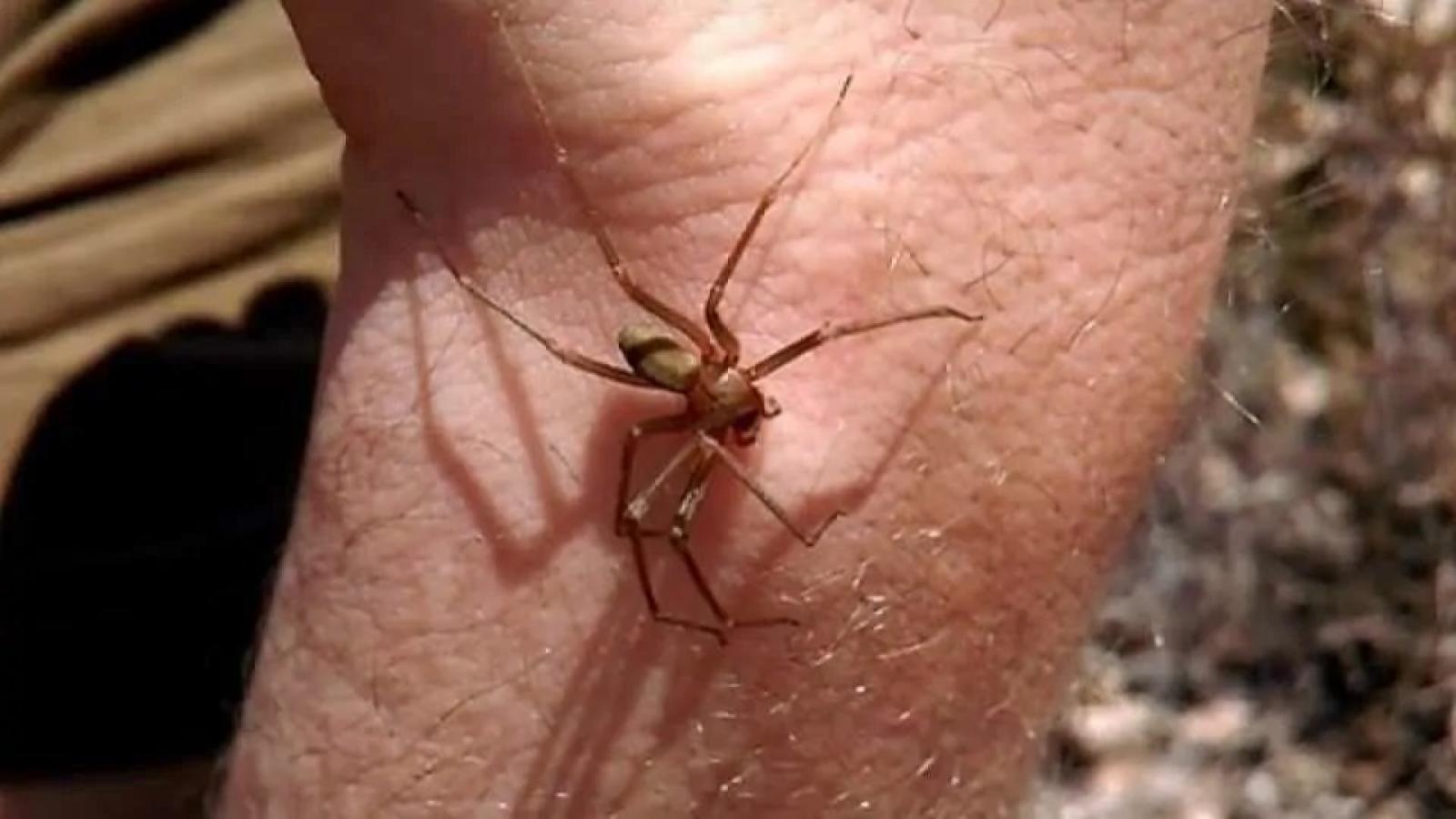 Il Ragno Violino: Un Piccolo Pericolo Nascosto nelle Nostre Case