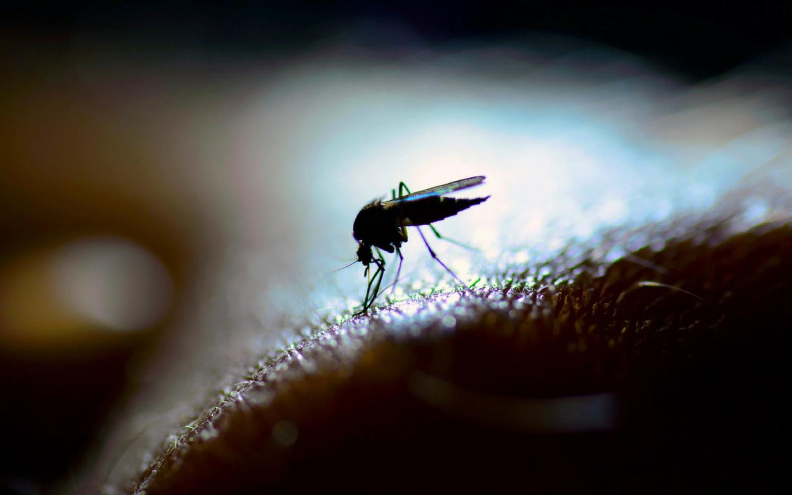 Arriva gratis il kit anti zanzare