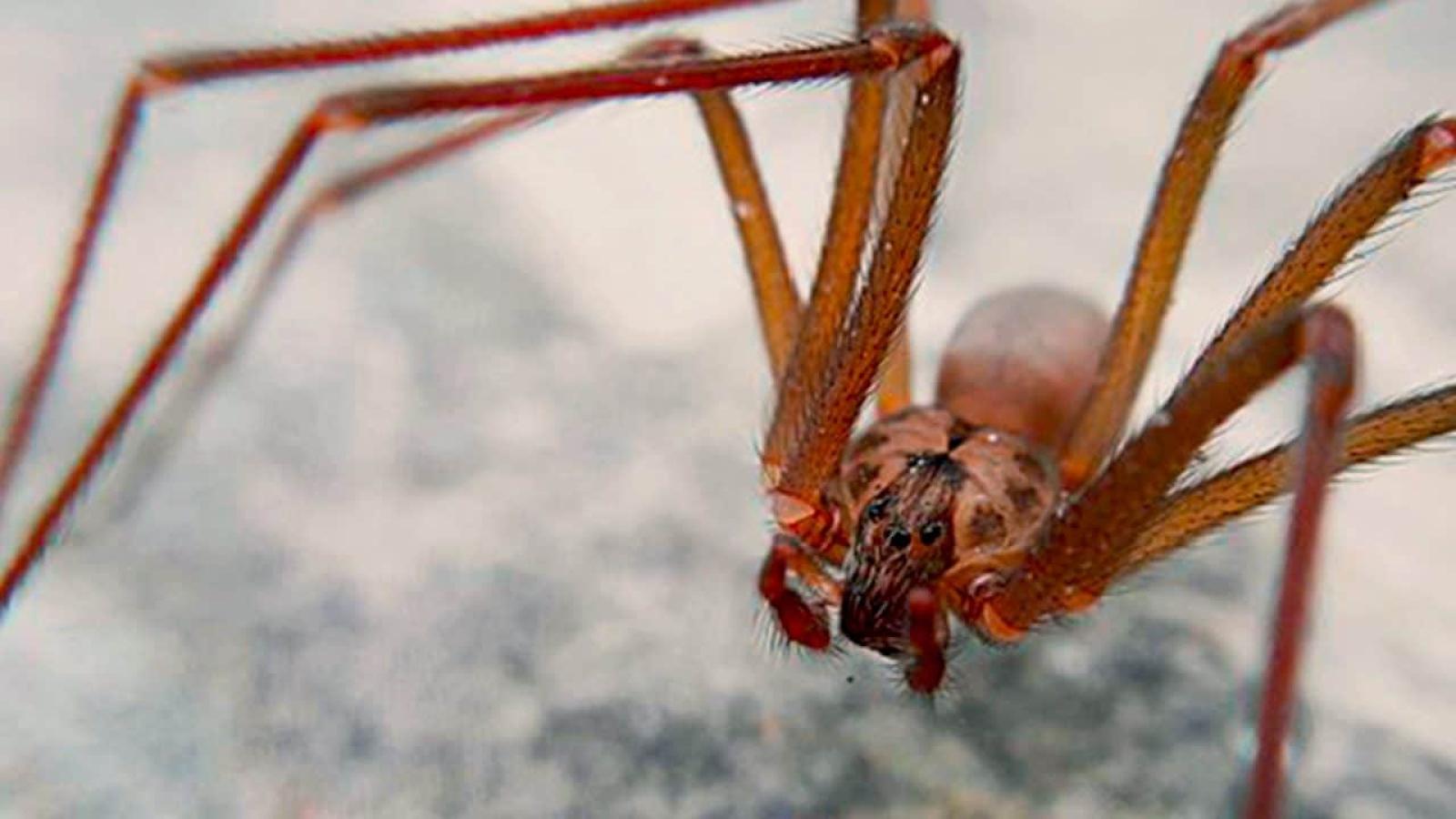 Ragno violino: un morso che pu&ograve; cambiare la vita