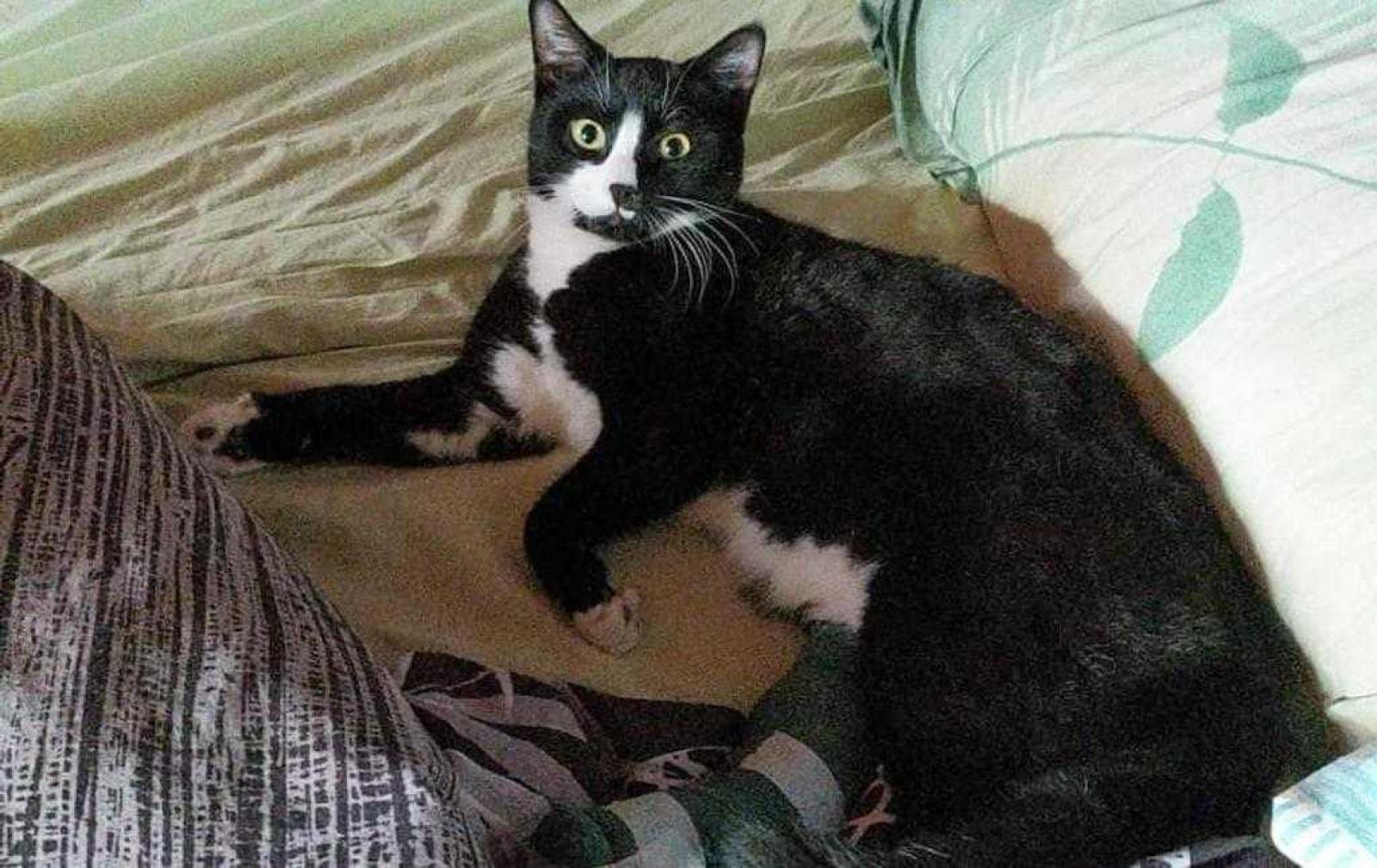 Il tragico destino di Coco, il gatto del popolo di Zevio