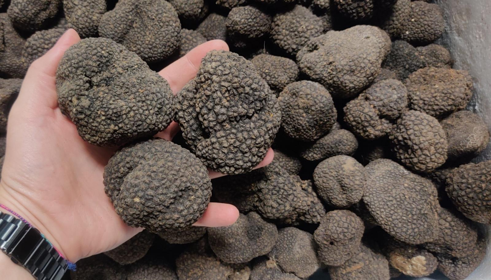 Lo sviluppo passa anche attraverso il tartufo