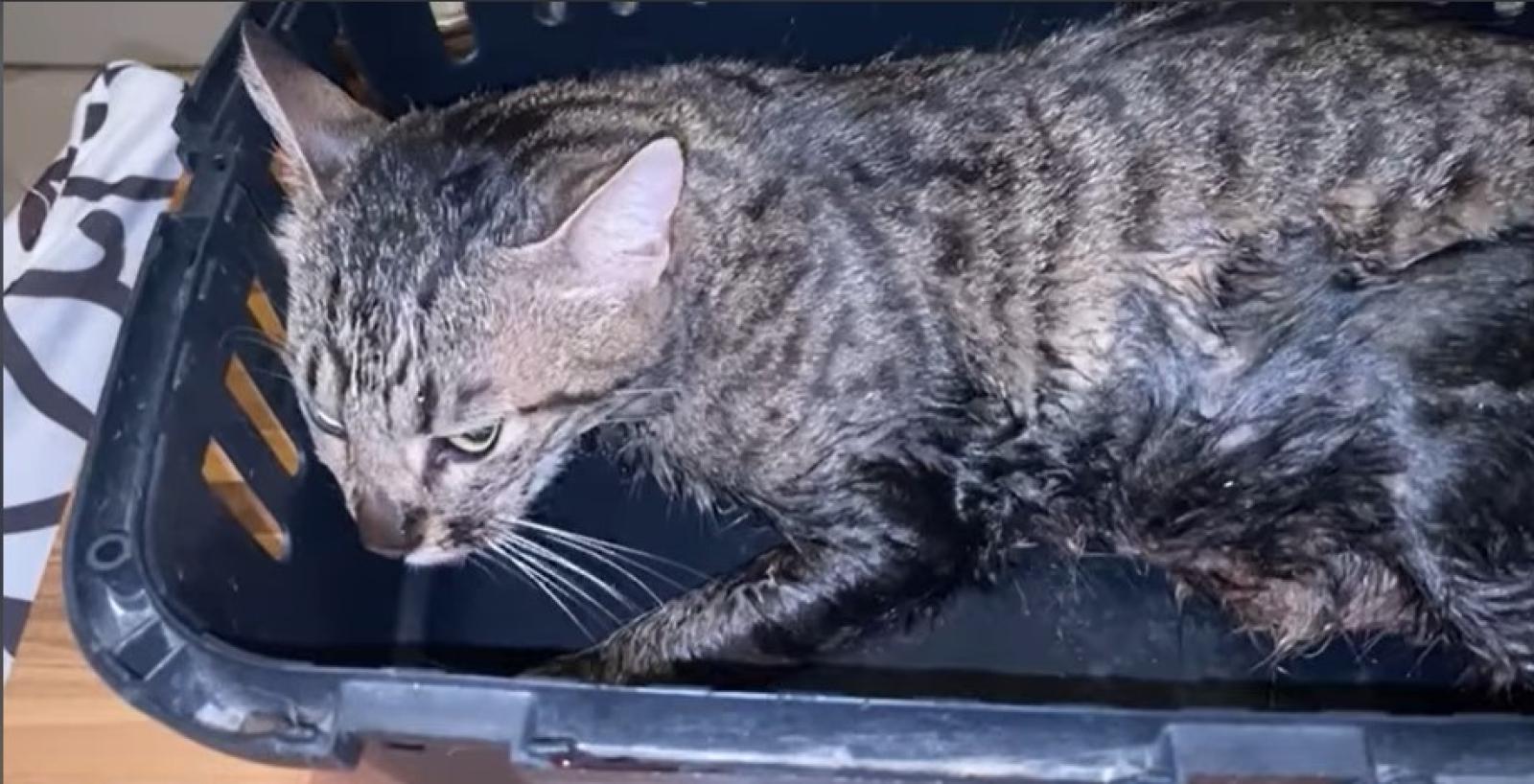 Picchia a morte il micio. "Mi ricorda il tuo ex"