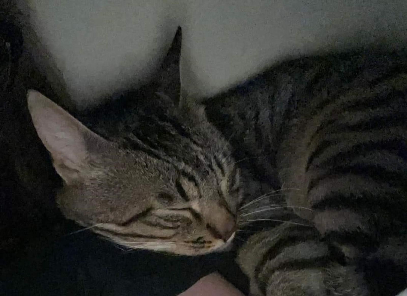 Chioggia, l&rsquo;assassino del gatto Green patteggia un anno di reclusione