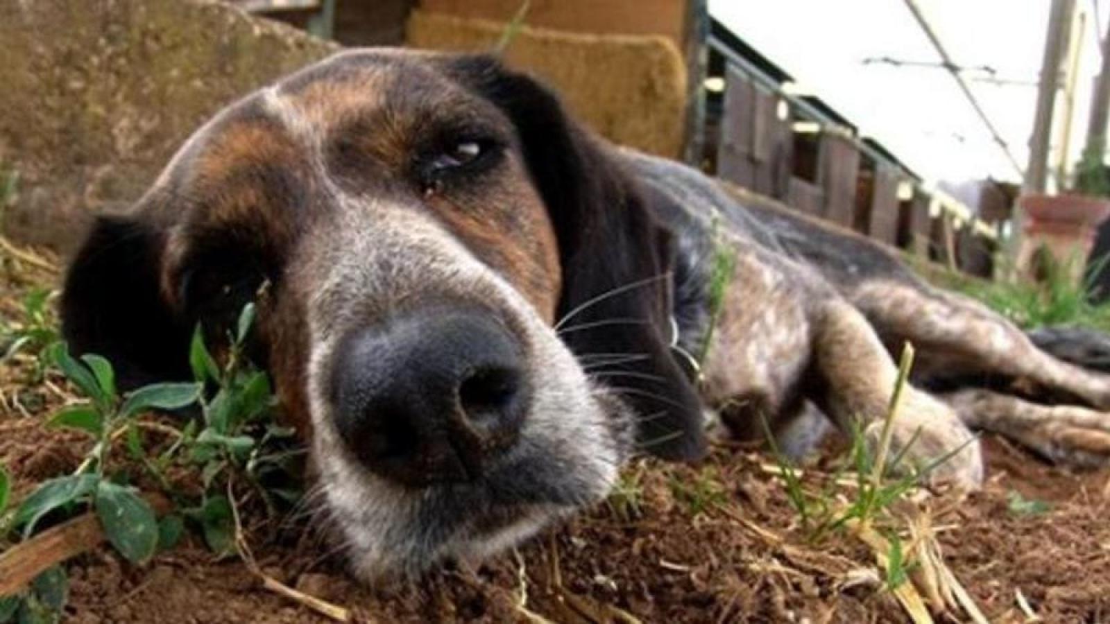 Allarme a San Zeno di Montagna: Bocconi avvelenati uccidono animali domestici e selvatici