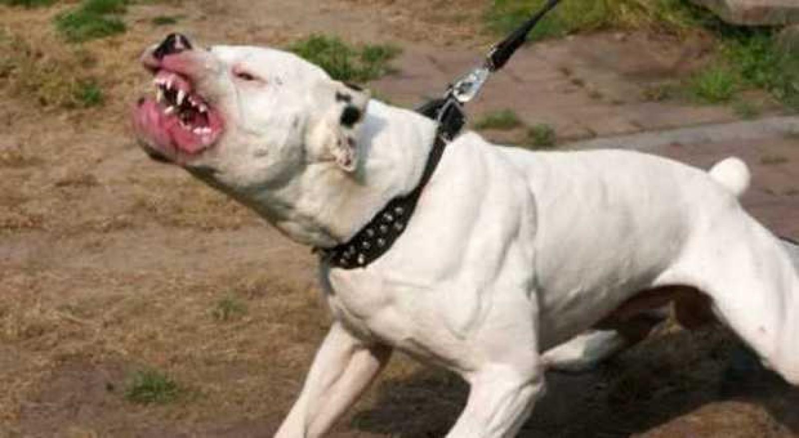 Cani liberi aggrediscono tutti: terrore e un ferito