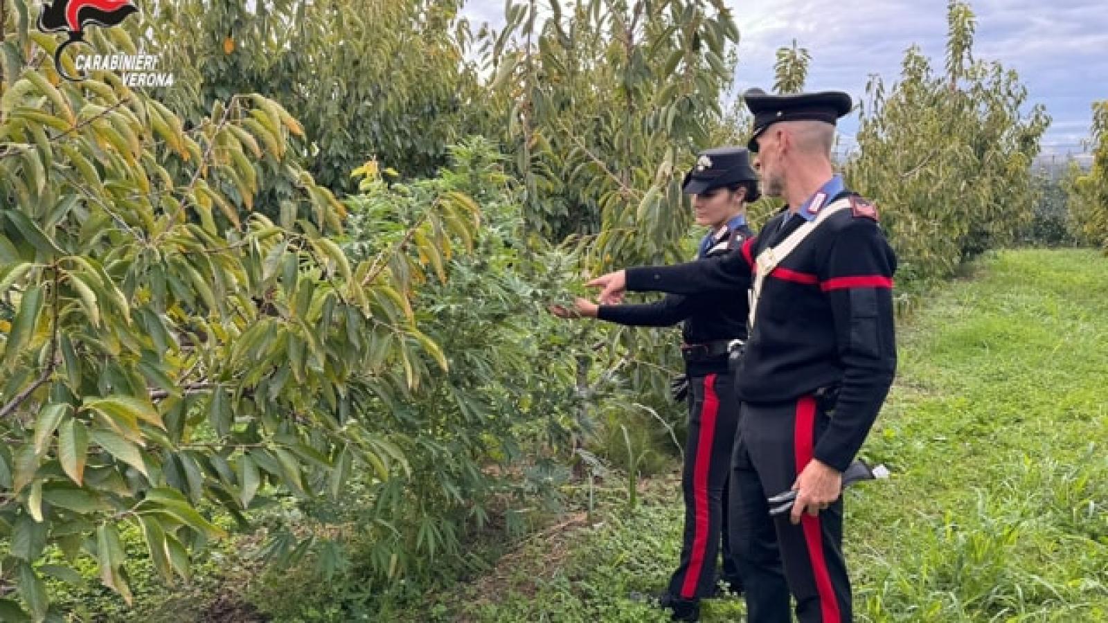 Sorpreso a coltivare marijuana nell'orto di casa: arrestato un 28enne a Colognola ai Colli