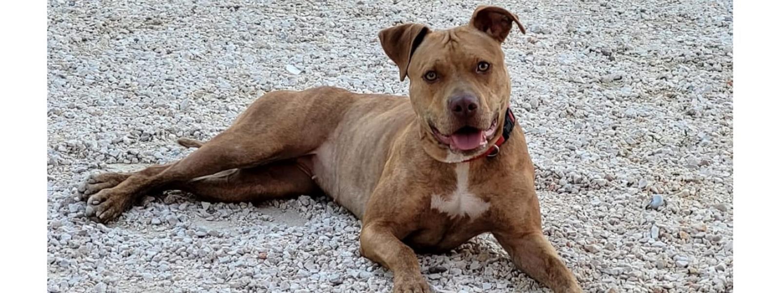 Cagnolina pittbull scomparsa &ldquo;Temiamo sia trattenuta&rdquo;
