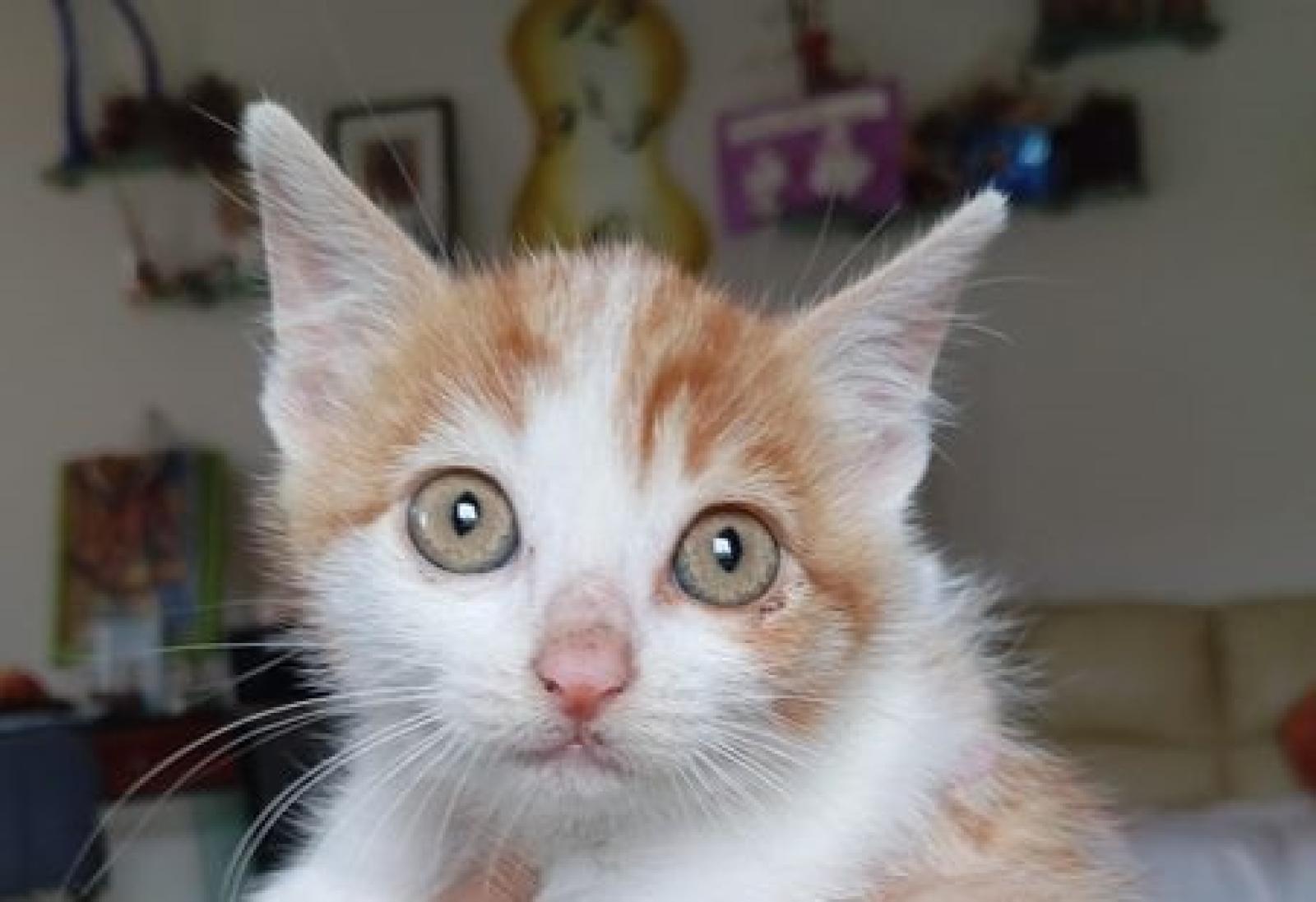 Altri tre mici abbandonati