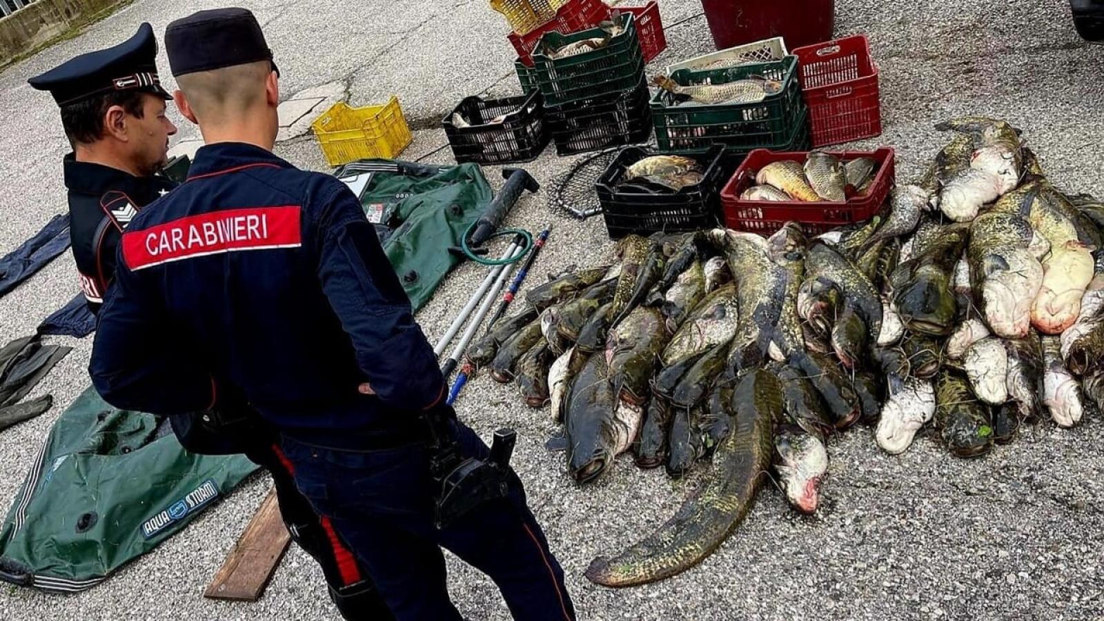 Strage di pesce con l'elettroshock, presi i bracconieri