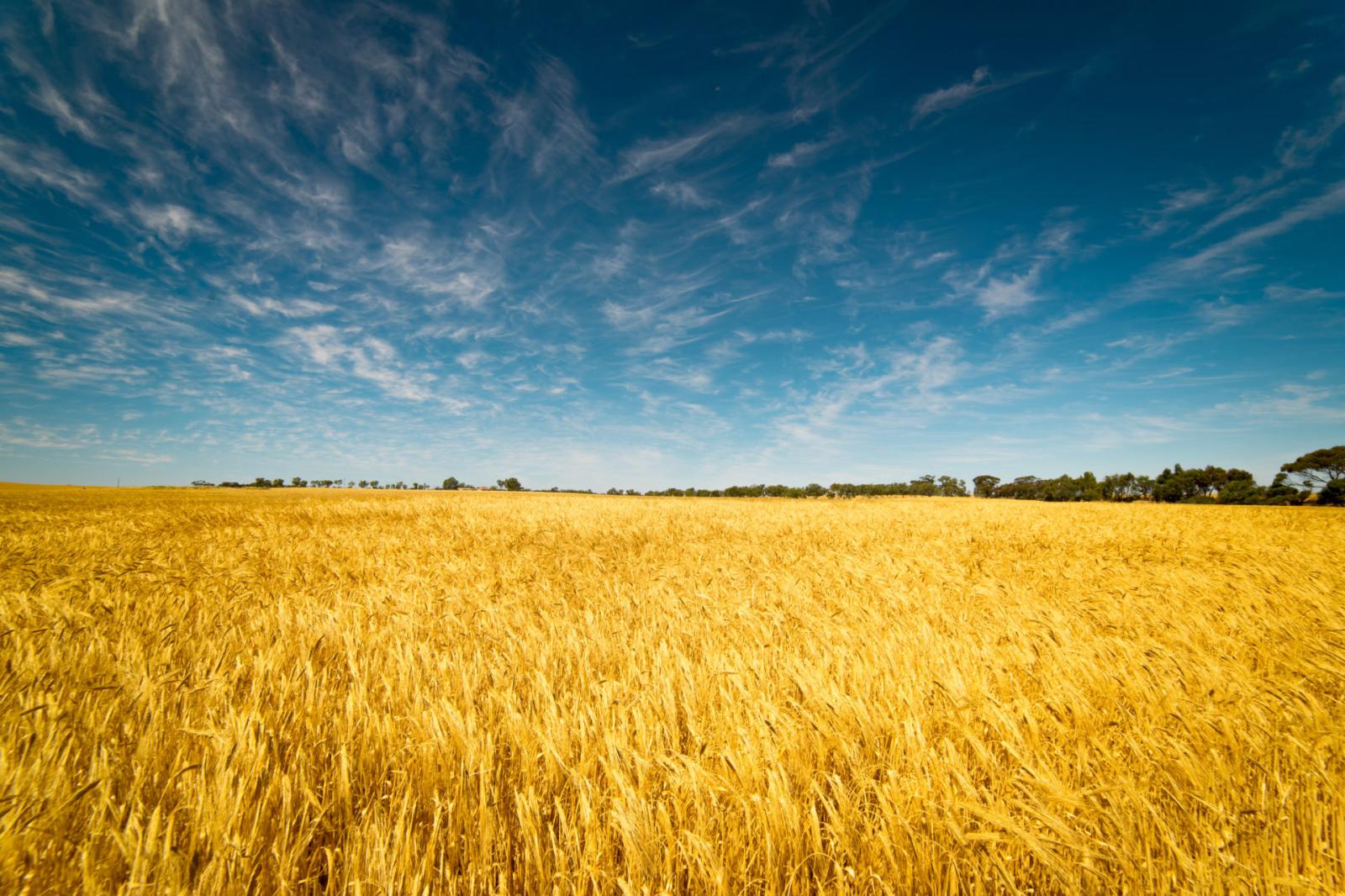 Annata negativa per il grano duro