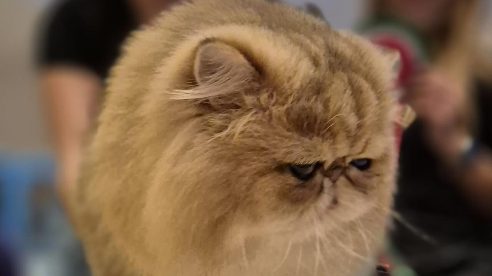 Bounty, il Persiano che ha Conquistato Verona: Un Trionfo di Bellezza e Dolcezza