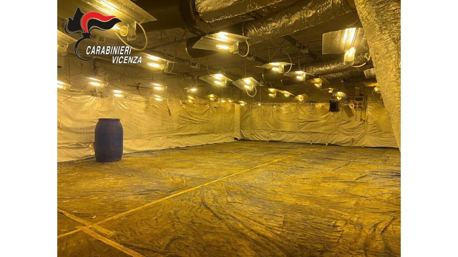 Serra di Marijuana a Camisano Vicentino: Un'Operazione che Svela il Lato Oscuro dell'Industria Locale