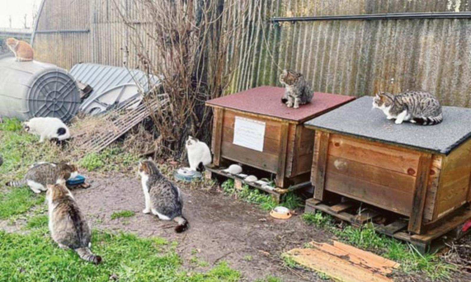 Gatti sequestrati, ora pace: accordo fra Comune e Una