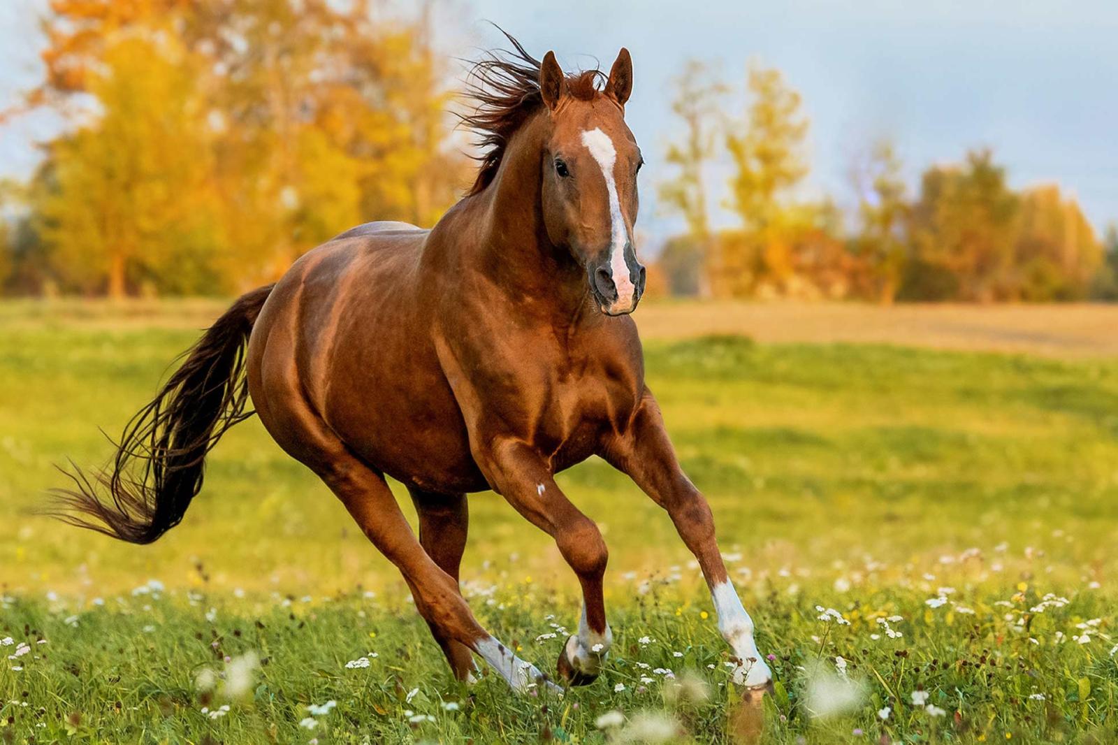 La Rivoluzione Termale di Montegrotto: Una Spa per Cavalli tra Tradizione e Innovazione
