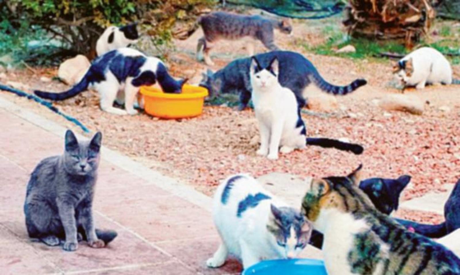 Gatti del sequestro via libera alle adozioni