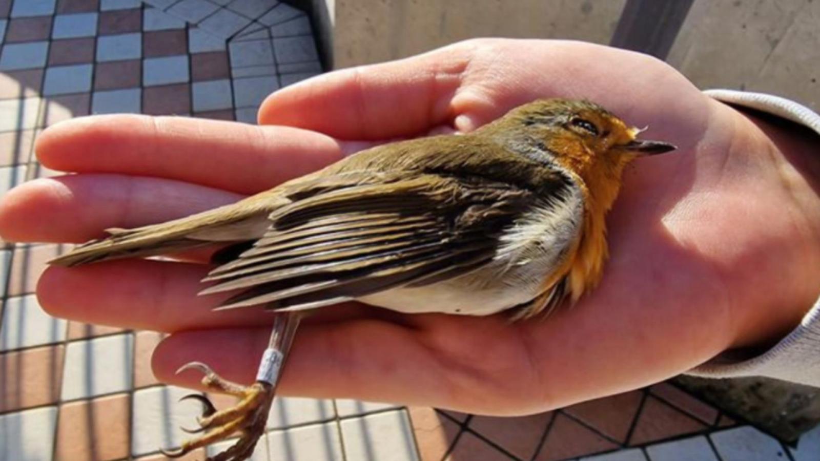 Il Viaggio Straordinario del Pettirosso: Dalla Finlandia a Schiavon, una Storia di Natura e Resilienza