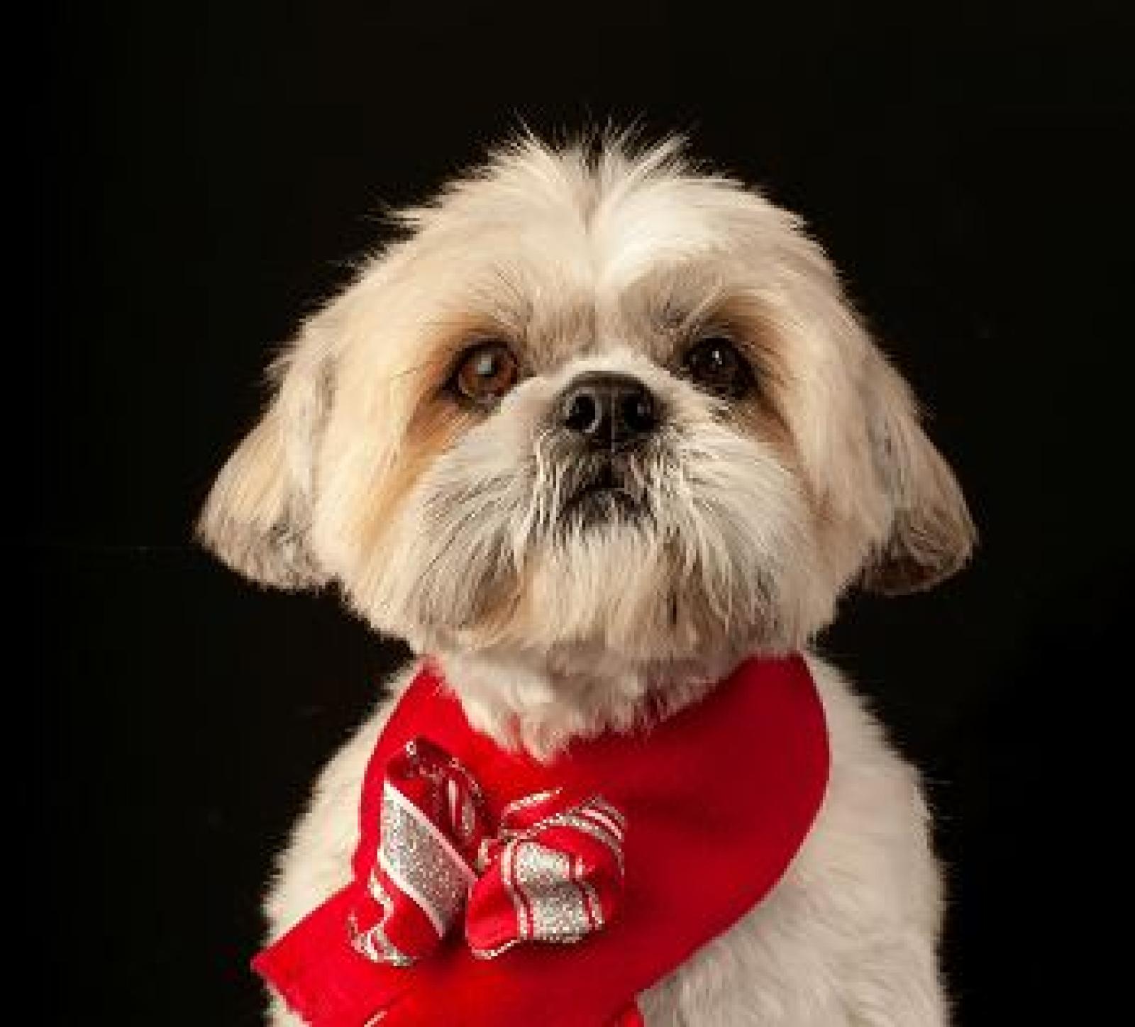 San Bellino, il Santo di Rovigo e Adria