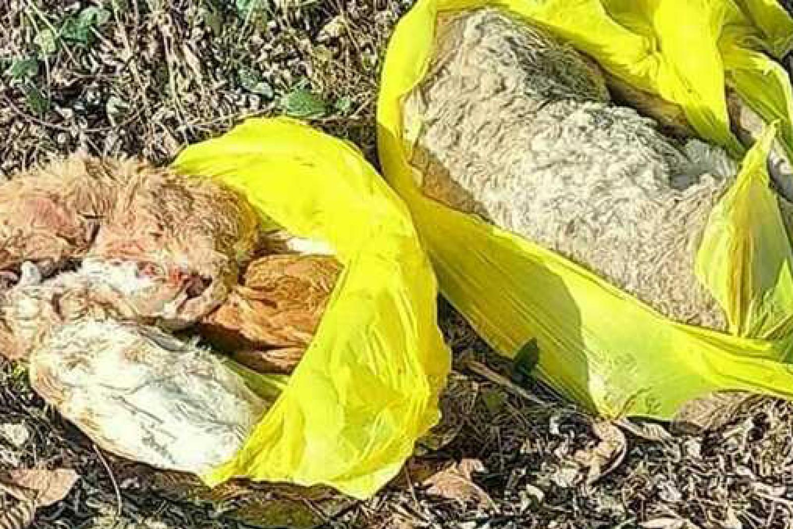 Macabro Ritrovamento a Quinto di Treviso: Cuccioli Decapitati e il Mistero dei Sacchetti Gialli